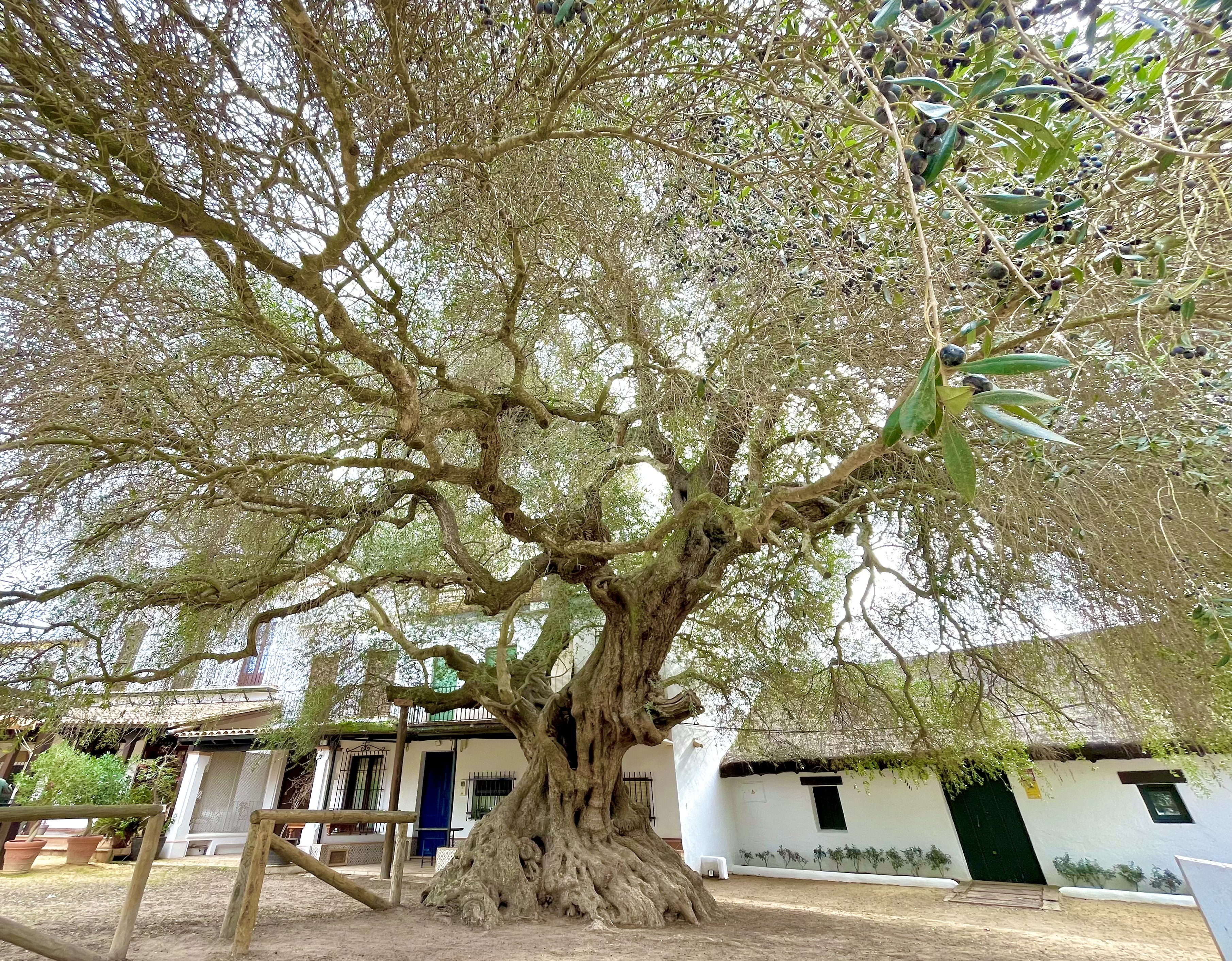 Poda de Olivos y Pinos en Menorca: Cómo Proteger tus Árboles frente a los Fuertes Vientos de Tramuntana